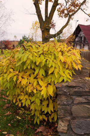 Yellow leaves on a bush near a stone village fence on a cloudy autumn dayの写真素材