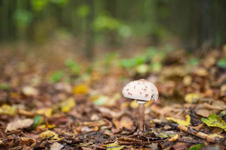 Natural autumn forest background with mushroom in the foreground with shallow depth of field and blurred backgroundの写真素材