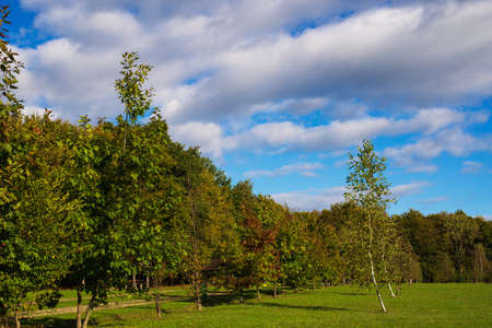 Large lawn with mown grass at the edge of the autumn forest against the skyの写真素材