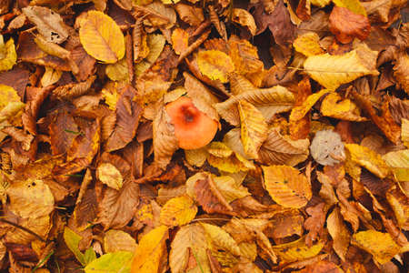 Fall leaves top view.