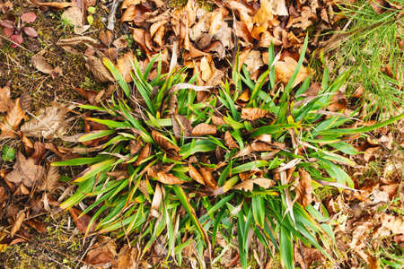 Autumn background with fallen and green leavesの写真素材