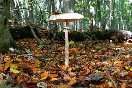 Natural autumn forest background with mushroom in the foreground with shallow depth of field and blurred backgroundの写真素材