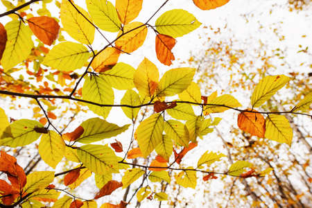 Different colors bright beech leaves on a branch on an autumn day close-upの写真素材