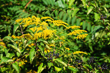 Black berries of wild bushes with yellow goldenrod inflorescences ripen on the branch. Autumn berries on a bush. autumn backgroundの写真素材