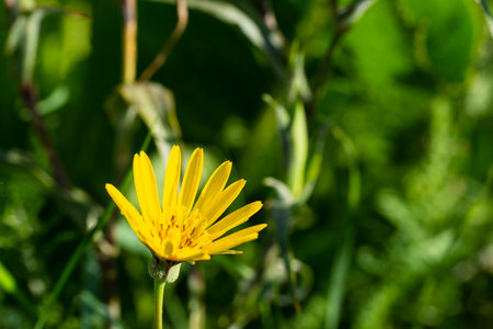 Wild yellow flower close-up in a clearingの写真素材