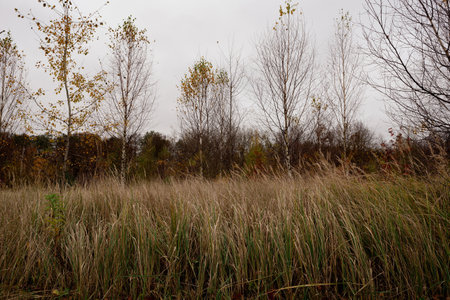 View from the overgrown meadow to the autumn forest in October on a cloudy day. autumn landscape.の写真素材