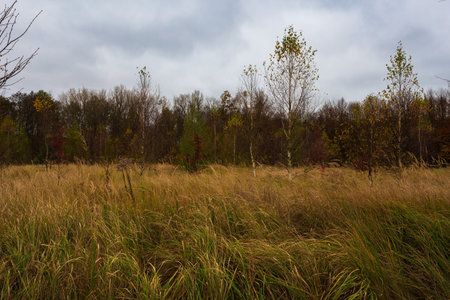 View from the overgrown meadow to the autumn forest in October on a cloudy day. autumn landscape.の写真素材