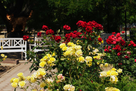 Red and yellow roses in a flowerbed in a parkの写真素材