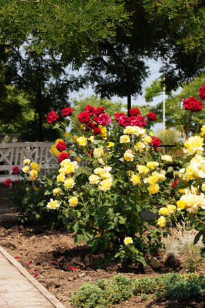 Yellow and red roses in the amusement parkの写真素材