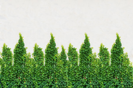 Ivy weaves along the surface of a light wallの写真素材