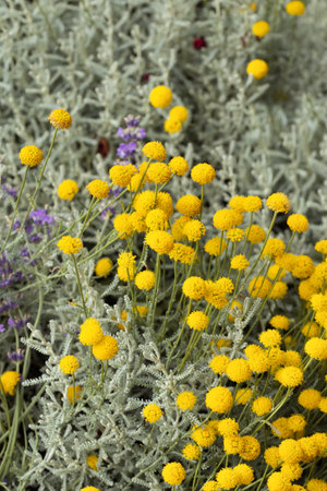 Yellow small fluffy flowers in a flower bedの写真素材