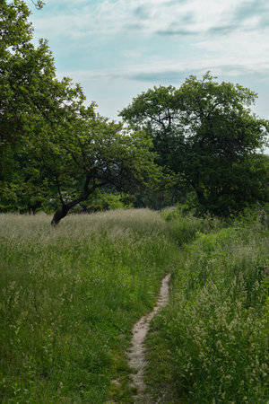 Summer landscape with a path going into the distanceの写真素材