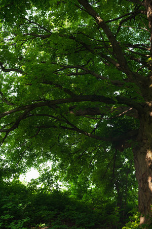 Huge branches with leaves of a big old treeの写真素材