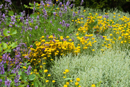 Purple lavender flowers and yellow ornamental flowers Santolinaの写真素材