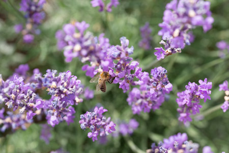 Lavender flowers on blooming field with little beeの写真素材