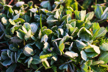 Winter crops, wheat damaged by early spring frosts, frozen plants in the meadow at sunrise, germinated grain in agricultural fields covered with hoarfrost, sowing wheat campaign in the spring.の写真素材
