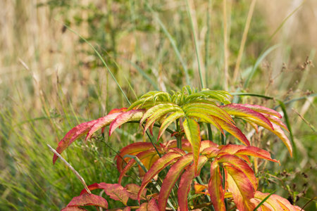 natural background with grass in the fieldの写真素材