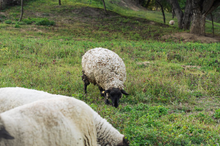 Village dirty and unkempt sheep graze on the lawnの写真素材