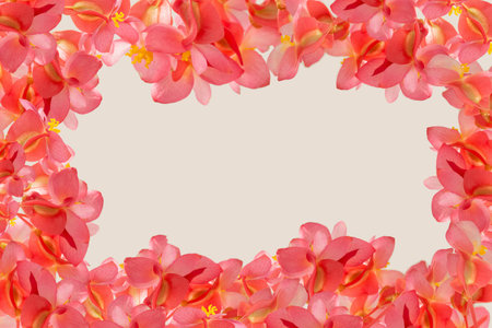 Delicate blooming pink begonia flowers frame, spring blooming pastel holiday background, soft spring bouquet, floral cardの写真素材