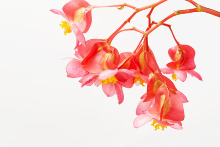 Beautiful pink begonia flower isolate on a white background.の写真素材