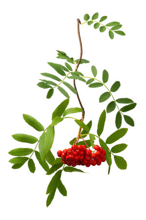 A bunch of red rowan fruits on a twig with green leaves isolated on a white backgroundの写真素材