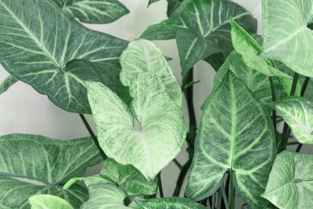 syngonium leaves at home close up for backgroundの写真素材