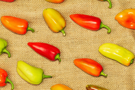 Harvested sweet bell pepper without herbicides in the gardenの写真素材