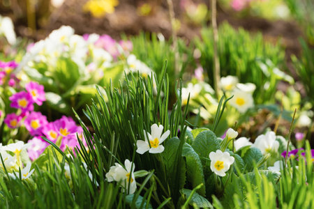Lilac, white, pink primrose flowers in the garden, spring time, first spring flowers, green...