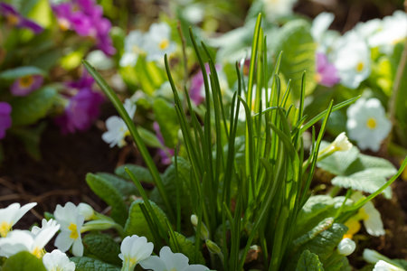 The first greens and flowers bloom beautifully in the spring flower beds