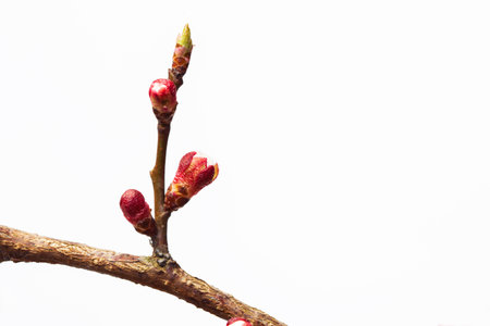 Apricot buds on a small young spring twigの写真素材
