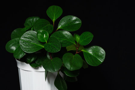 Peperomia beautiful shiny leaves in a dark environmentの写真素材