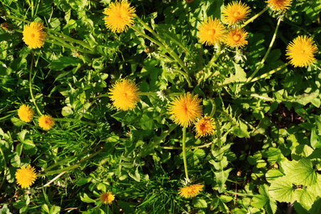 Yellow dandelions in a summer sunny meadowの写真素材