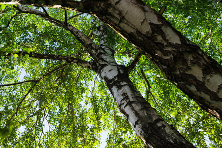 Looking up into the birch crown, close up. Lush green leaves lit up by the morning sun create a canopy of patches of light and shadow against the blue sky.の写真素材