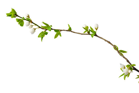 Thin plum branch with flowers, buds and young leaves on a white backgroundの写真素材