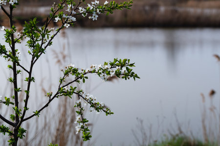 horizontal image with a young flowering cherry tree on the shore of a pondの写真素材