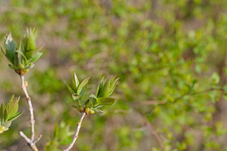 Natural background in the countryside with green young leavesの写真素材