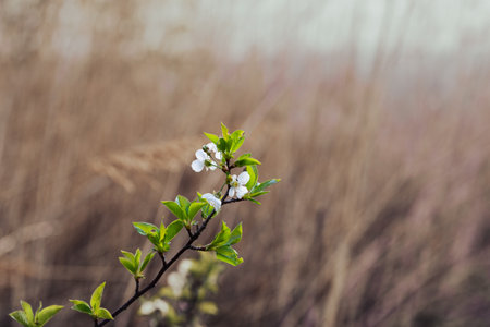Cherry blossoms on a branch on an early spring dayの写真素材
