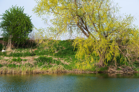 Vegetation spring on the shore of the reservoirの写真素材