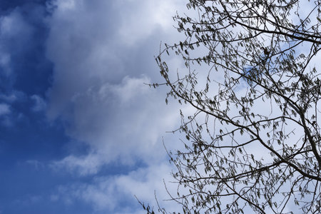 Early spring with aspen and sky in the cloudsの写真素材