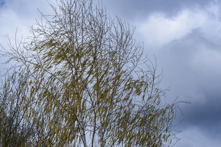 Birch lonely in the wind with thundercloudsの写真素材