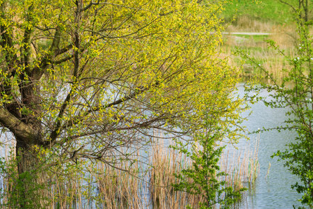 Spring natural background with willow on the shore of the lakeの写真素材