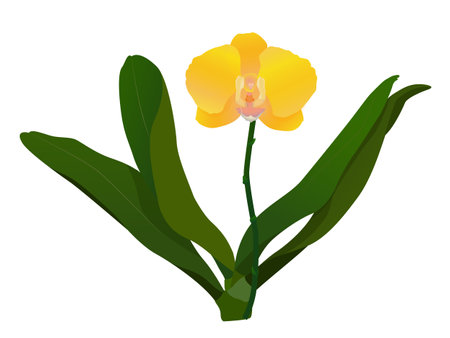 Yellow phalaenopsis orchid exotic tropical flower inflorescence isolated on white background. Flowering plant with a stem. illustrationの写真素材