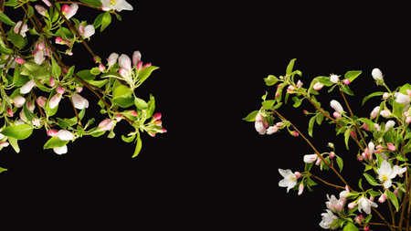 Blooming branches of a fruit tree in soft light in a dark studio. Twigs with pink flowers on a dark background and corners of the photo for frame decorationの写真素材