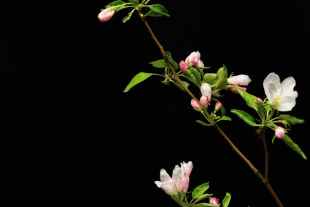 Sprig of blossoming apple isolated on a black backgroundの写真素材