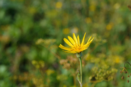 Blooming hawk, hieracium, close-up. Yellow flower in a wild flowering meadow on a summer dayの写真素材