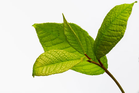 Spring young leaves of sweet cherry on the sproutの写真素材