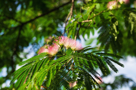 Mimosa Albizia julibrissin foliage and flowers in the park