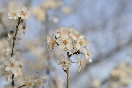 Beautiful floral spring abstract background of nature. Branches of blossoming apricot macro with soft focus on gentle light blue sky background. For easter and spring greetingsの写真素材