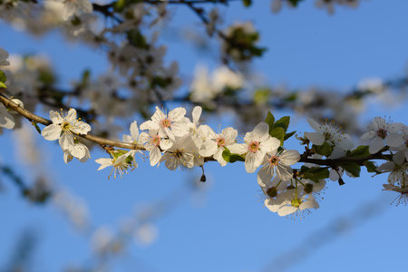 Spring flowering of fruit trees. Photo of beautiful white flowers on a tree in early spring against a blue sky background. beautiful spring background. selective focus.の写真素材
