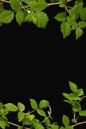 Framing a frame from a branch with young raspberry leaves. Young shoots for decoration with a black...